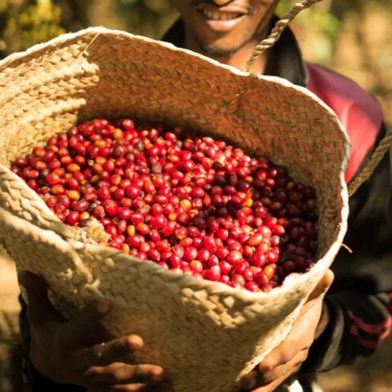 xuất khẩu cà phê ethiopia co so du lieu xuat nhap khau tradeint vn