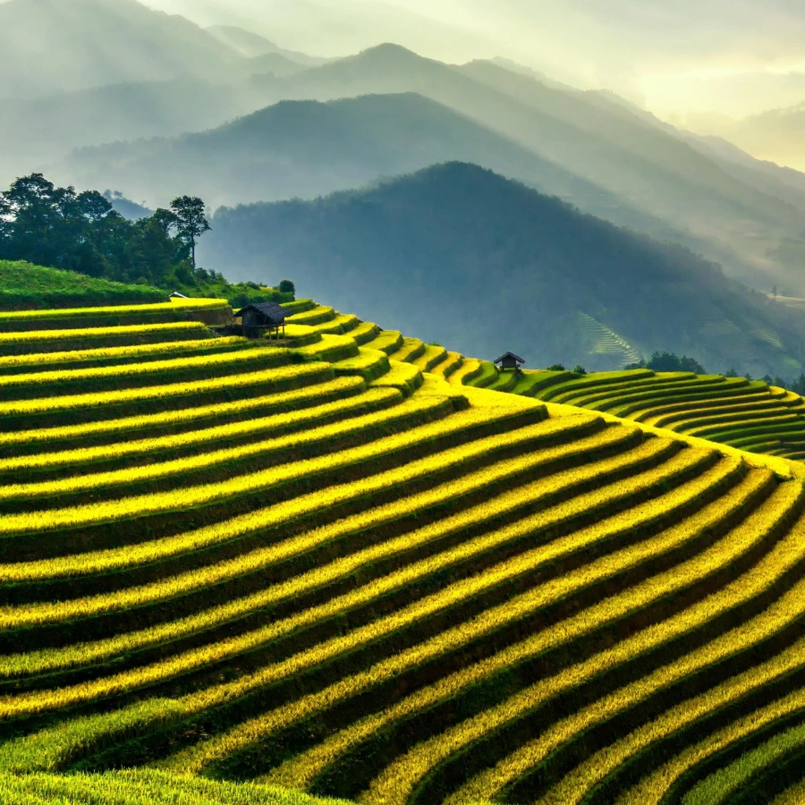 Cơ Hội Cho Xuất Khẩu Gạo Việt Nam
